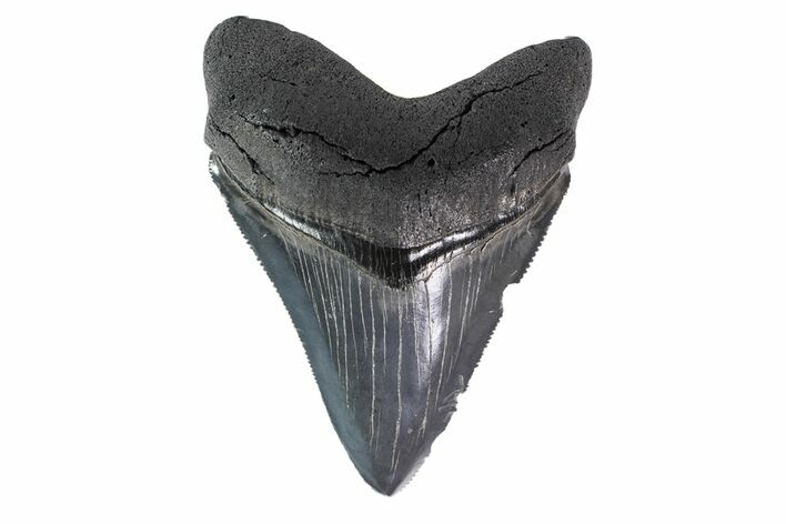 Serrated, Fossil Chubutensis Tooth - Megalodon Ancestor #153834